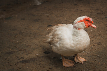 white goose with red spot surrounding the eyes
