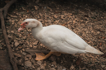 white goose with red spot surrounding the eyes