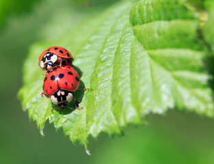 Pair of Harlequin Ladybirds - Ladybugs, (Harmonia axyridis) mating against a bright vivid green leaf background