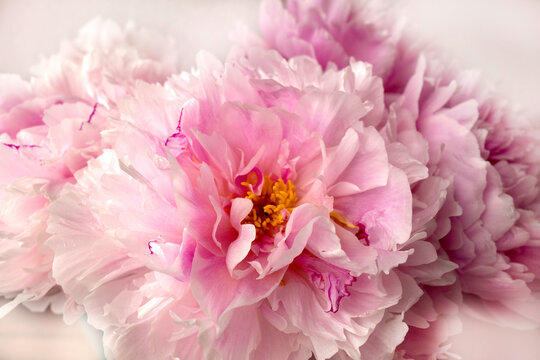 close-up to bouquet of pink peonies in romantic style for wallart and picture on wall