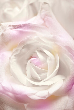 close-up to a beautiful rose in white and pink colors, image for a romantic love book cover or a picture for wll, wallart 