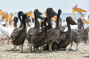 Pink pelicans  chicks on the shore of Lake Manich-Gudilo in Kalmykia, Russia