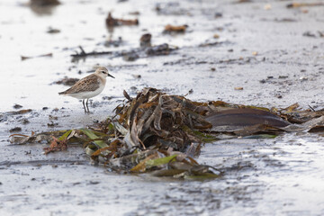 Calidris is looking for insects in the sand among the seaweed. Kunashir Island