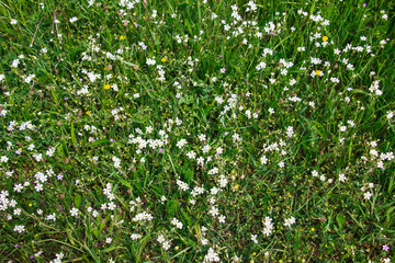 Green field grass with white flowers, top view.