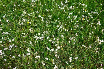 Papier Peint photo Herbe Green field grass with white flowers, top view.
