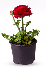 Red ranunculus flower in a vase