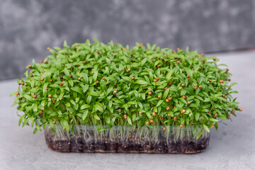 Vitamins from nature. Microgreens for sale. Healthy raw diet food. Fresh garden produce organically grown, symbol of health. The process of planting seeds for growing microgreens. Growing sprouts