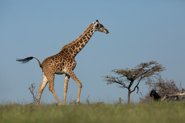 Side shot of giraffe walking on the savanna with tail up, next to small acacia and wildebeest lying under tree. African wildlife safari in Masai Mara, Kenya