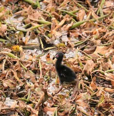 The Wonder and Magic of Life Purple Gallinule Chick Astonished by a floating butterfly