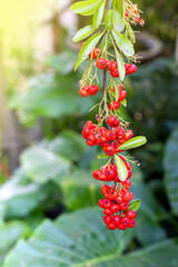 red berries on a hanging branch