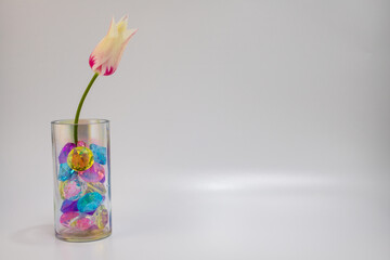 背景素材　可愛い一輪のチューリップの花とおもちゃの宝石