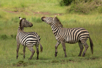 Two zebra stallions in the bush during rutting season. African wildlife safari in Masai Mara, Kenya