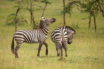 Fototapeta na wymiar Two zebra stallions in the bush during rutting season. One has head up and the other one is looking away. African wildlife safari in Masai Mara, Kenya