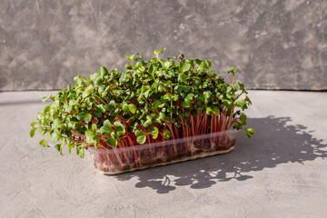 Sprouted radish seeds. Micro greens. Growing sprouts. Radish microgreens. Sprouting microgreens. Seed germination at home. Green living, vegan and healthy eating concept. Organic food.