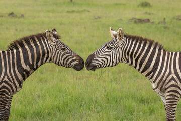 Fototapeta na wymiar Two zebra stallions looking close at each other. African wildlife safari in Masai Mara, Kenya