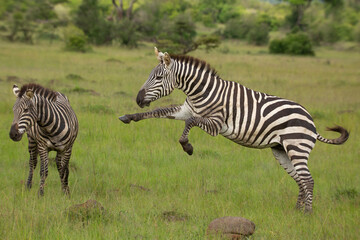 Two zebra stallions in the bush. One zebra jumping at the other one. African wildlife safari in...