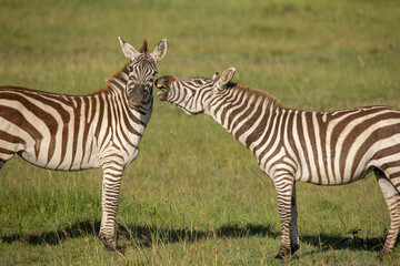 Fototapeta na wymiar Two zebras stallions standing in the grass on the savanna while one zebra trying to bite the other. African wildlife safari in Masai Mara, Kenya
