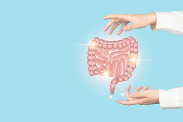 Healthy intestine anatomy on doctor hands. Concept of healthy bowel digestion, colon cancer...