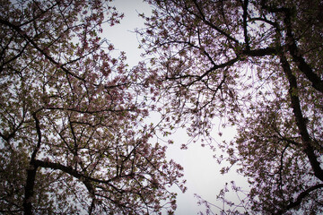 tree in spring