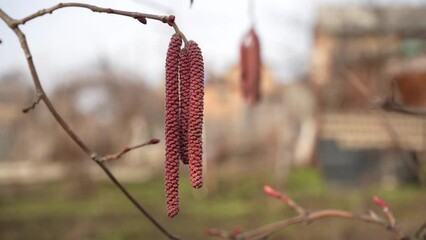 Brown alder catkins hang on a branch and sway in the wind in spring. 4K close up, blurred background