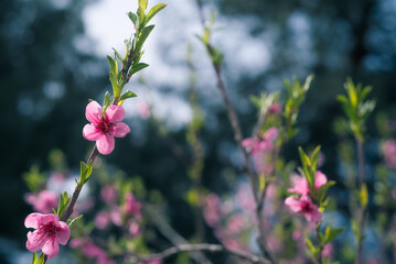 Obraz premium Spring seasonal background with pink flowers. Blossoming tree in spring.
