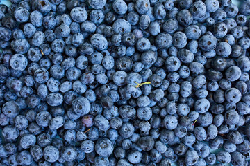 Flat lay of fresh organic juicy blueberriesl on blue background