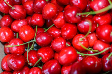 Freshly plucked cherry