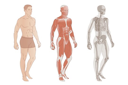 Human Body Systems: Muscular, Skeletal systems, Internal organs and parts. Educative anatomy flashcards poster vector illustration. Full-length isolated image diagram of man male.