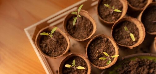 Young fresh seedlings growing in biodegradable pot, home gardening.