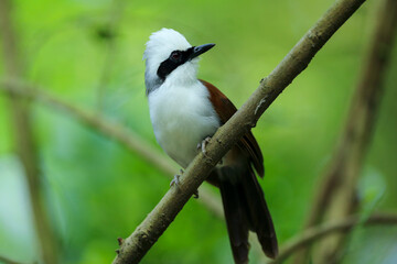 Fototapeta premium great spotted woodpecker