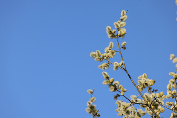 spring trees in blossom on blue sky clear background