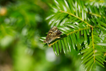 Speckled Wood Butterfly (Pararge aegeria) perched on tree branch in Zurich, Switzerland