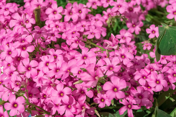 Fototapeta na wymiar Oxalis articulata, known as pink-sorrel or pink wood sorrel. Close up view pink flowers. Spring and summer seasons.