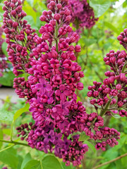 Lilac flowers in the garden. Branch of blooming sirens. Unusual purple flowers of lilac tree at spring. Blossom in Spring. 