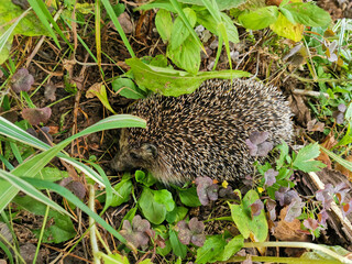 wild hedgehog in the grass