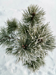 pine in the snow