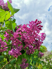 lilac flowers on a branch