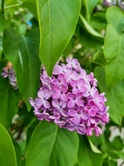 Branch of blooming lilac flowers with green leaves in spring. Close-up