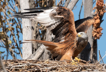 kite in its nest with wings open perched on its nest defending