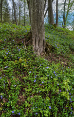 Spring picturesque blossoming with periwinkle flowers hills in the former Orlovsky estates park, Maliivtsi, Khmelnytsky region, Ukraine.