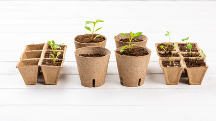 Potted flower seedlings growing in biodegradable peat moss pots on white wooden background. Zero...