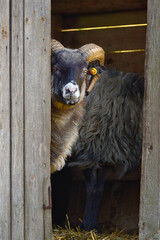 Portrait of a Skudde sheep looking out of its barn