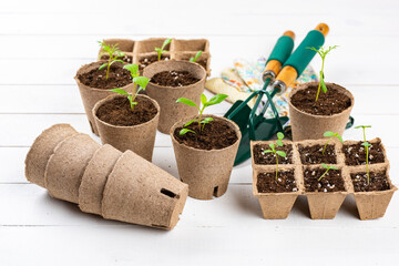 Potted flower seedlings growing in biodegradable peat moss pots on wooden background with copy...