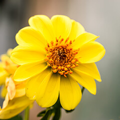 Fototapeta premium Flor