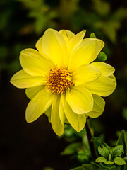 Flor