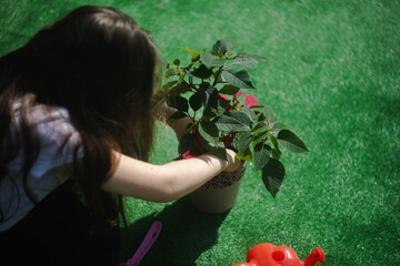 Dziewczynka dba o zielony kwiat w doniczce