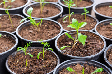 Recently transpanted young flower seedlings. Cutting flower seedlings gardening background. Close...