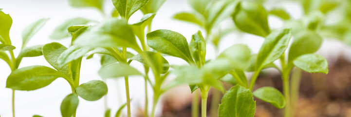 Young Aster seedlings growing in a propagation tray. Spring gardening banner.