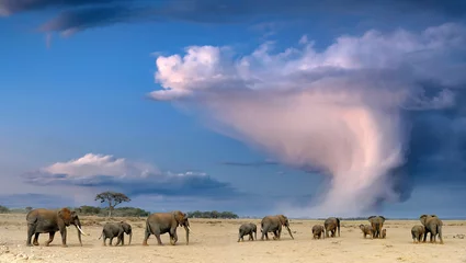 Zelfklevend Fotobehang Large elephant herd walking through the dried up land under a stormy sky towards the horizon © byrdyak