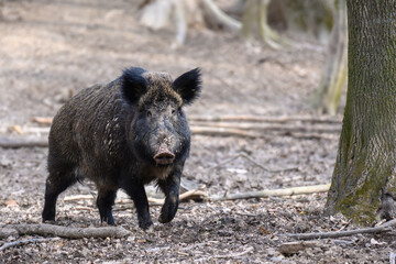 Male Wild boar in forest. Wildlife scene from nature